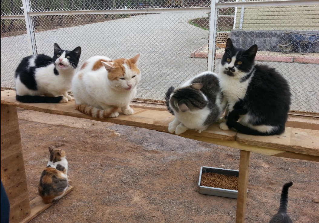 Kahramanmaraş'ta sokak hayvanlarına yardım eli