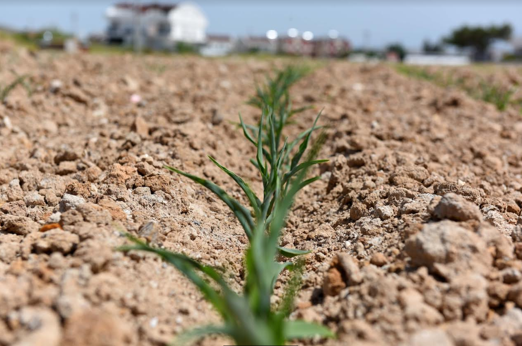 Muratpaşa'da mısırlar yeşerdi