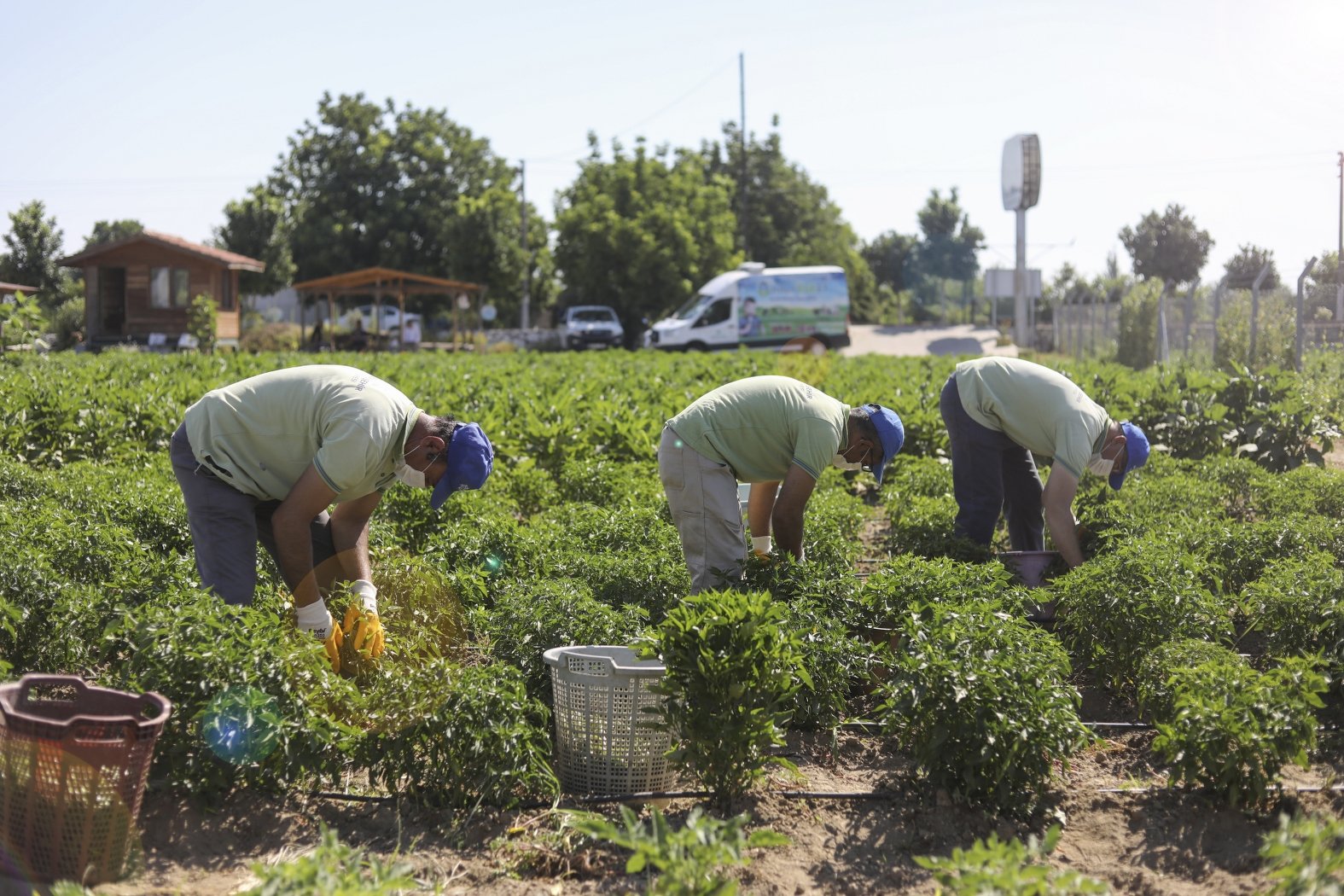 Ata tohumlarından üretilen sebzeler vatandaşla buluşuyor