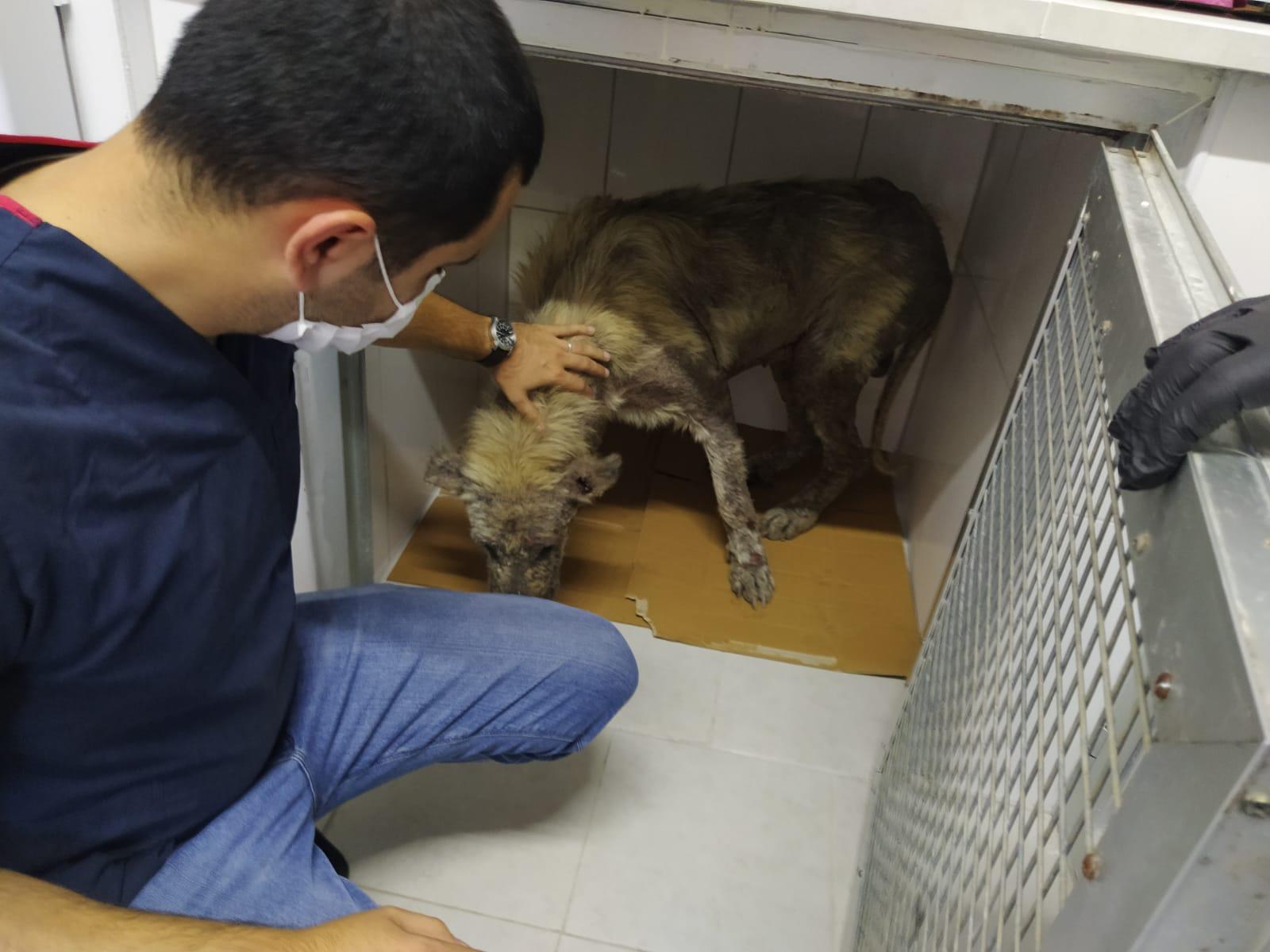 İzmit Belediyesi veterinerleri hasta köpeğin yardımına koştu