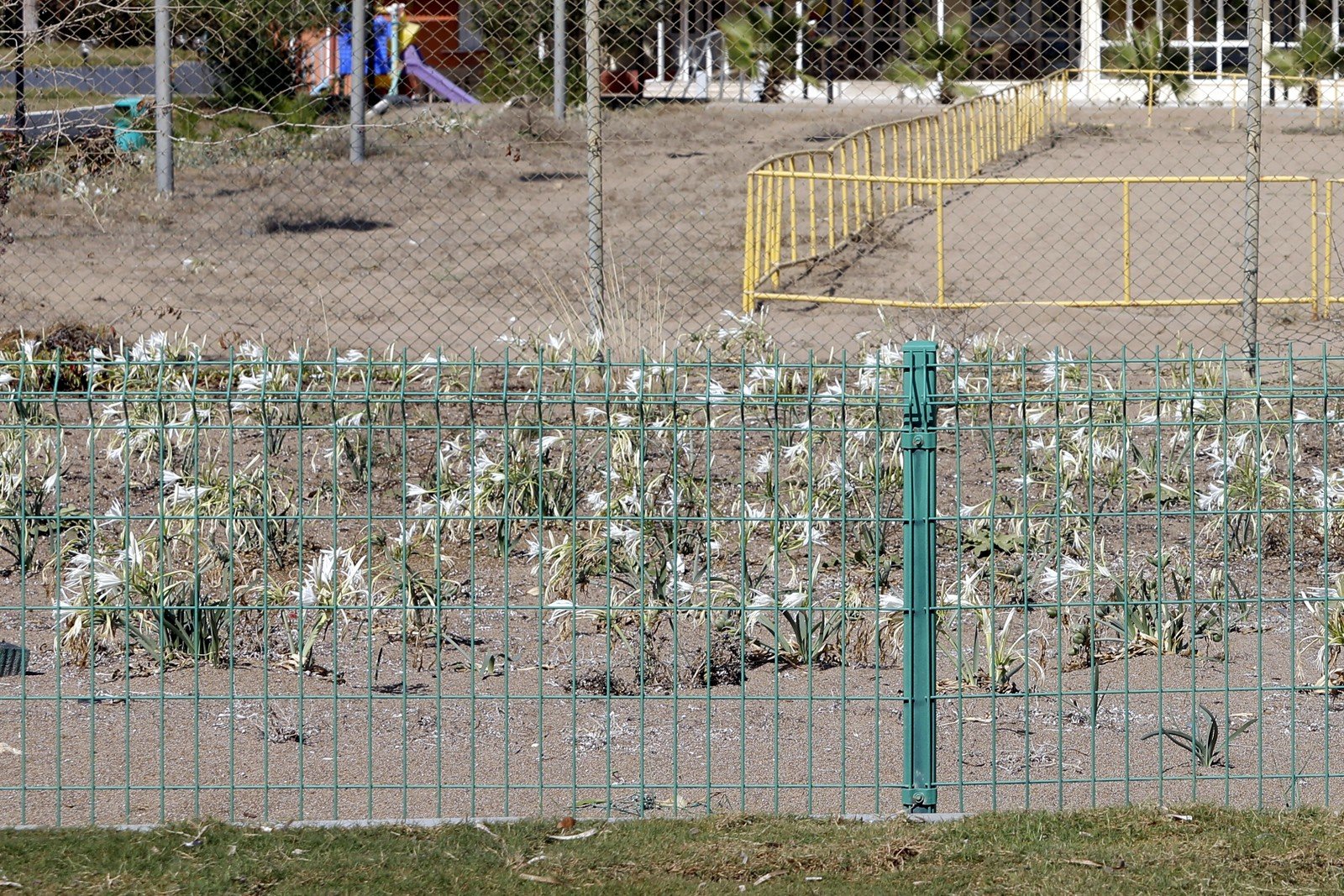 Kum zambakları koruma altında