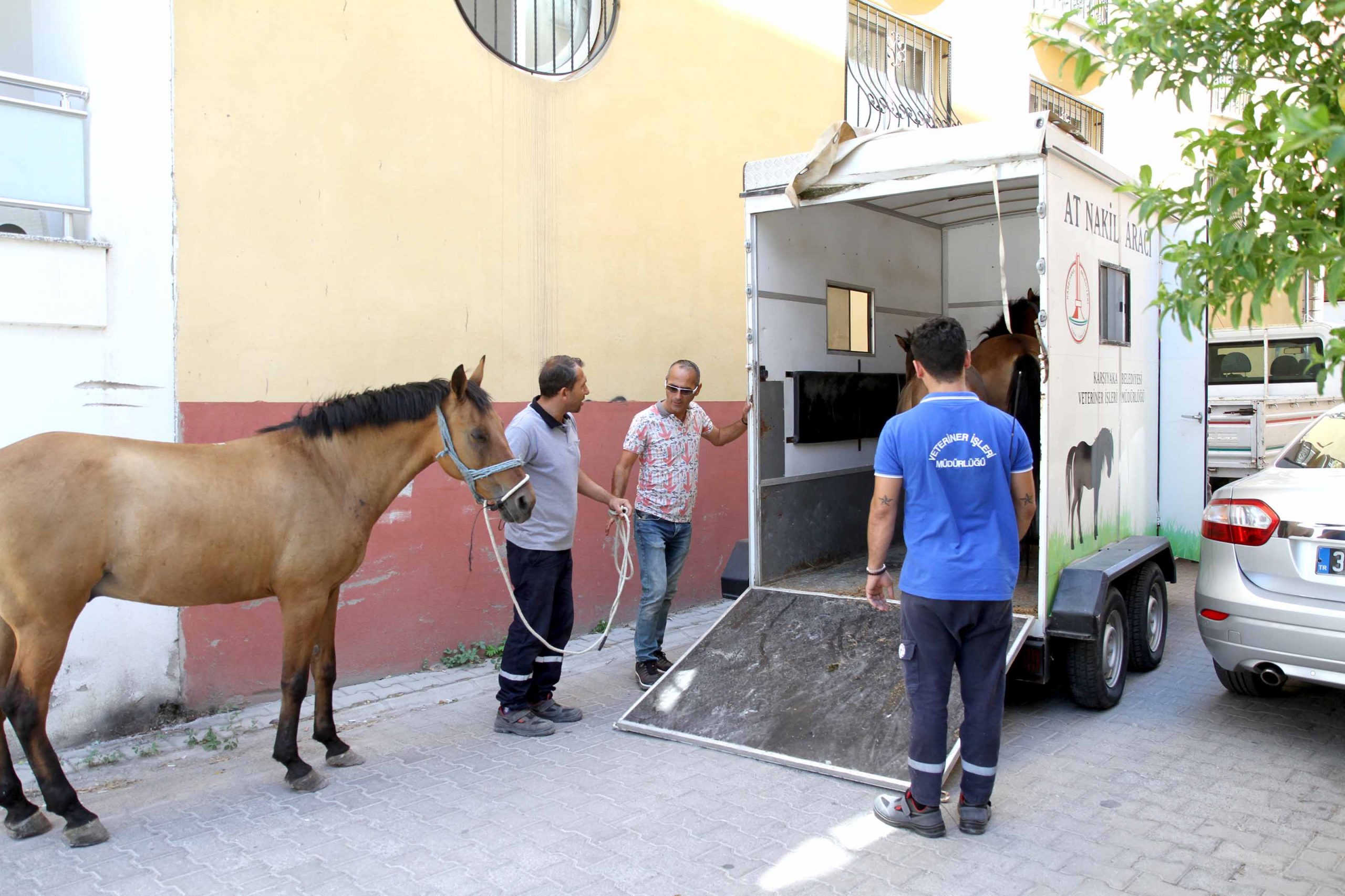 Atlar artık 'başıboş' kalmayacak!