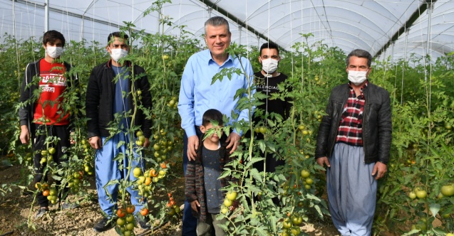 "Mağdur domates üreticisi çözüm bekliyor"