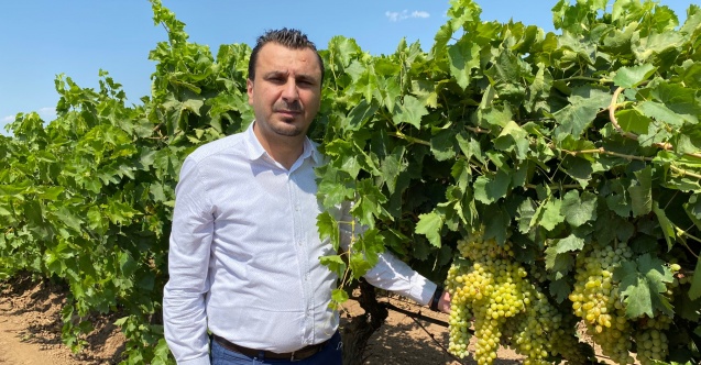 “Üzüm fiyatı bu sene 17 TL’nin altında olmamalı"