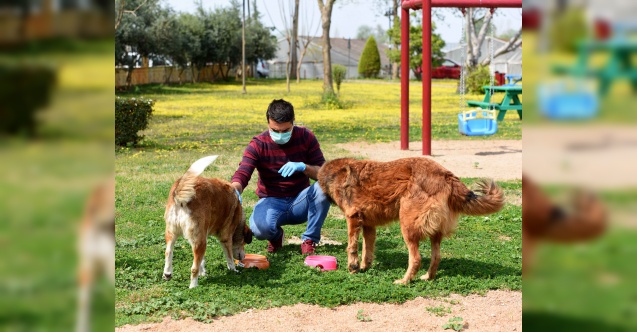 Muratpaşa’dan yerel hayvan koruma görevlisi eğitimi