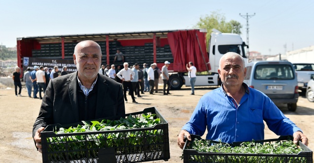 Başkent'te sebze fidesi desteği tamamlandı