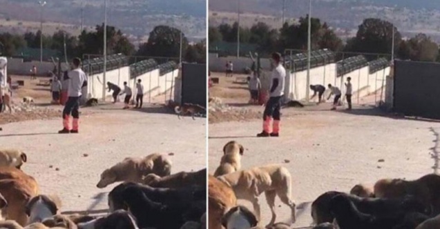 Konya'daki barınak vahşetine verilen ceza belli oldu
