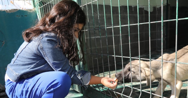 6 ayda 13 bin 467 sokak hayvanına tedavi