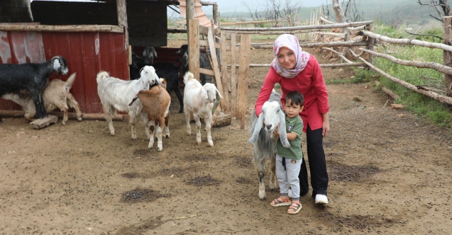 Muğla Büyükşehir Belediyesi’nin “Kıl Keçisi” projesiyle kadın üreticiler kazanıyor