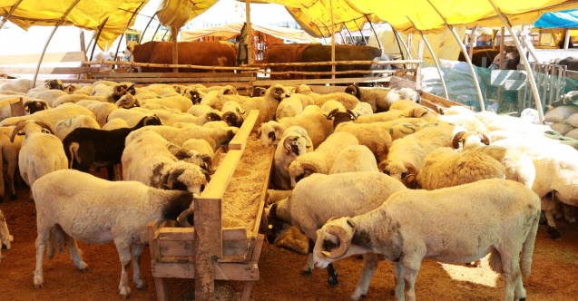 Ataşehir'de Kurban Bayramı için tüm hazırlıklar tamamlandı