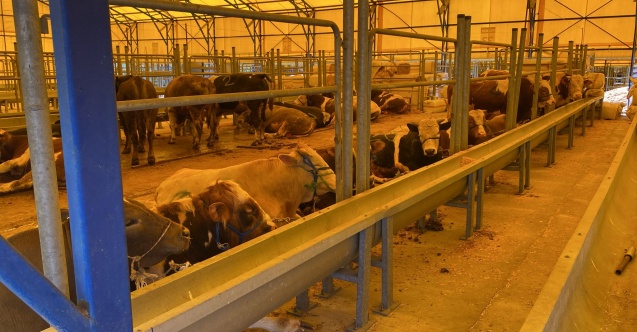 Ataşehir Ferhatpaşa Kurban Pazarı'nda Hijyenik ve Uygun Fiyatlı Alışveriş İmkanı