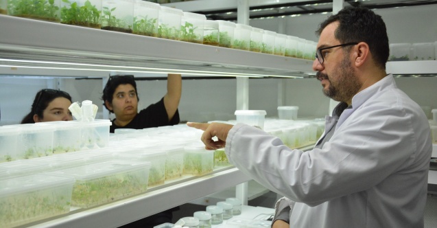 BAÇEMde V. Bitki Doku Kültürü Kursu Tamamlandı