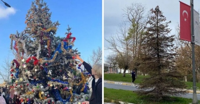 Yıldız Teknik Üniversitesi'nde öğrencilerin yılbaşı ağacını kezzap atıp kuruttular