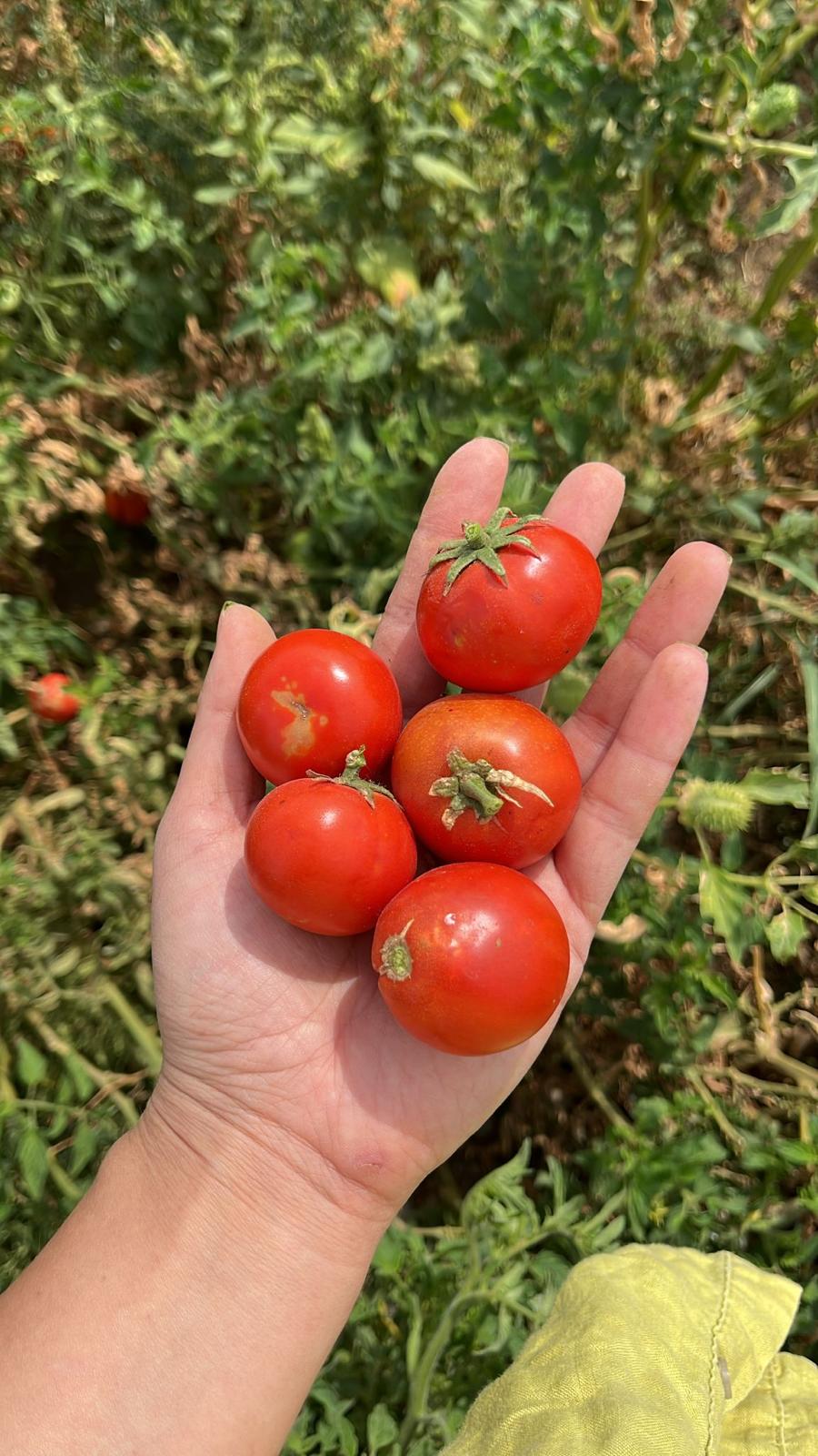 Balıkesir Büyükşehir Belediyesi, Ata Tohumları ile envanterini güçlendiriyor