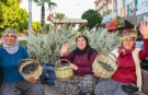 Manavgat'ta Zeytin ve Zeytinyağı Festivali'nin ikincisi başlıyor