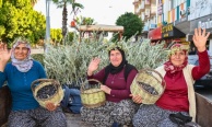 Manavgat'ta Zeytin ve Zeytinyağı Festivali'nin ikincisi başlıyor