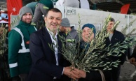 Denizli Büyükşehir’den üreticiye 84 bin sertifikalı zeytin fidanı