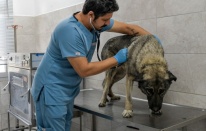 İzmirli hayvansever Çörekçi’nin emanetlerine İzmir Büyükşehir Belediyesi sahip çıktı