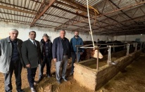 Gürer: “Şap Hastalığı Hayvancılığı Vuruyor!”