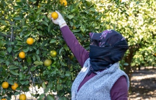 Mersin kan portakalı coğrafi işaret tescilini aldı