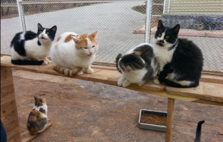 Kahramanmaraş'ta sokak hayvanlarına yardım eli