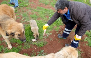Lokantalar kapandı, sokak hayvanlarına Seyhan kucak açtı