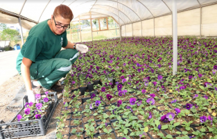 Korona günlerine menekşeli destek