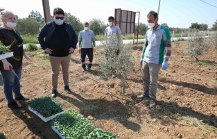 Bucalılara dağıtılmak üzere 40 bin sebze fidesi