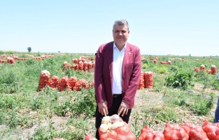 Satılamayan soğan tarlada kaldı!