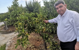 'Aşırı sıcaklar narenciyeyi vurdu'