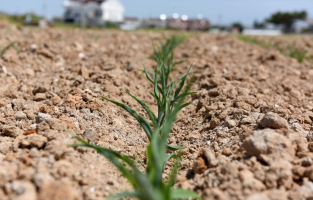 Muratpaşa'da mısırlar yeşerdi