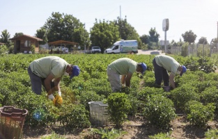 Ata tohumlarından üretilen sebzeler vatandaşla buluşuyor