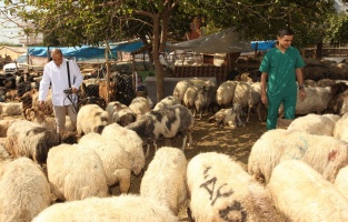 Seyhan'dan ücretsiz kurban kesimi