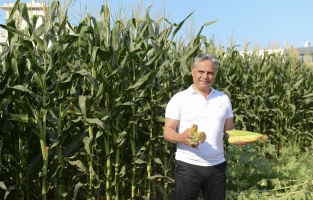 Muratpaşa'da mısır hasadı yapıldı