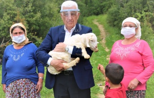 Muğla'da Büyükşehir üç ilçede kıl keçisi dağıtacak