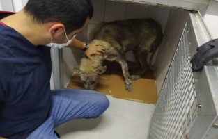 İzmit Belediyesi veterinerleri hasta köpeğin yardımına koştu