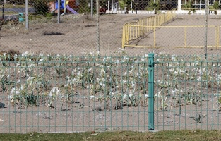 Kum zambakları koruma altında