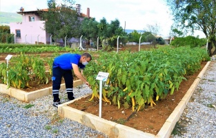 Muğla'da Büyükşehir 5 milyon 640 bin yerel tohum dağıttı