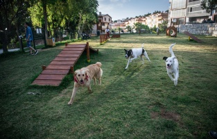 Kuşadası'nda kimsesiz can dostlar yeni yuvalarına kavuşuyor