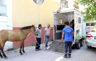 Atlar artık 'başıboş' kalmayacak!