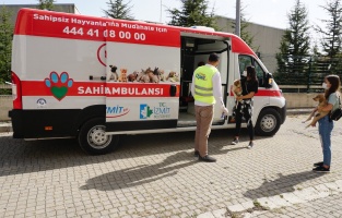 İzmit Belediyesi'nden sokak hayvanlarına yerinde tedavi