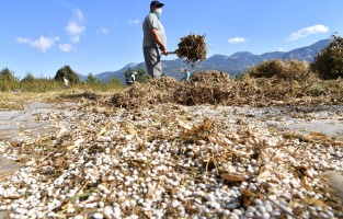 Başkan Esen: 'Çandır fasulyemiz hazır'