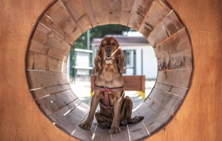 Kuşadası Belediyesi Kahraman Köpek Bob'un ismini parka verdi