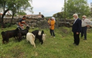 140 kadın üreticiye 420 kıl keçisi dağıtıldı