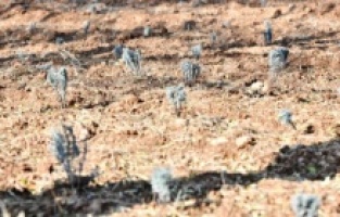 Başkan Yavaş’ın kırsal kalkınma hamlesi sürüyor!