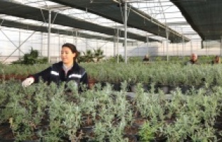 Hem elektrik hem çiçek üreten tesis