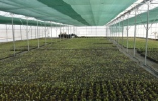 İzmit’in parklarında çocuklar oyun oynarken  dalından meyve yiyecek