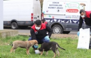 Kartal Belediyesi sokağa çıkma yasağında da sokak hayvanlarının yanında