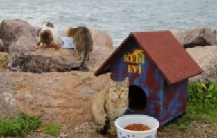 Kartal Belediyesi’nden patili dostlara sıcak yuva
