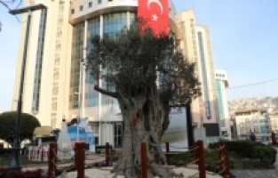 600 yıllık zeytin ağacı İzmit’in yeni sembollerinden biri olacak
